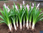 白芨苗价格多少钱1株