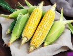 良玉99玉米种子简介