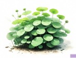 铜钱草的种子怎么提取