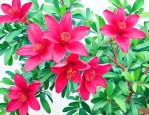 洛神花颜色怎么那么红