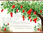 季羡林枸杞树文章分析