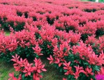 红叶石楠每平方多少株