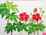 适合放家里的驱蚊植物