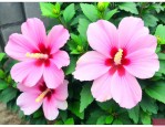 木槿花和芙蓉花的区别