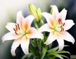 百合花的花语是什么呀