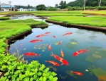 2025年池塘健康养殖技术
