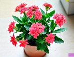 长寿花能水养吗怎么养
