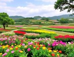 2025年福建花卉种植基地