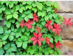 爬山虎适合北方种植吗