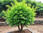 2025年南天竹多少钱一棵