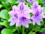 水葫芦花的寓意是什么