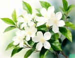 茉莉花要养多久才开花