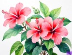 扶桑花的养殖方法扦插