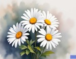 2025年白色小雏菊的花语