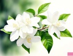 茉莉花 用英语怎么说