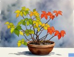 2025年爬山虎植物多少钱