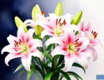 百合花怎么养护和管理