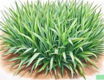 麦冬草一平方种多少斤