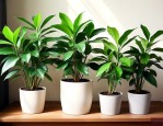 吸收甲醛的室内植物排名榜