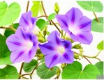 牵牛花的种子是怎么传播的