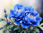 蓝色妖姬花苗有真的吗