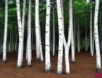 50公分白皮松多少钱