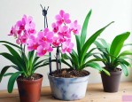 用什么植料养兰花最好