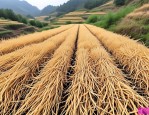 2025年求购麦冬草收购商