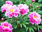 芍药花什么时间移栽好