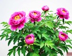 牡丹花怎样种植和养护