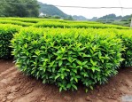 2025年最新绿化苗木报价