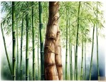 树干像竹子的树叫什么