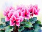 仙客来花什么时候开花