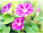 牵牛花是什么时候开的