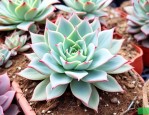 多肉植物锦晃星怎么养