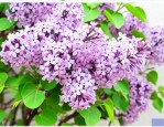 丁香花菩提树结局好么