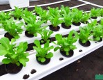 水培的植物可以土培吗