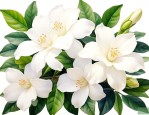 九里香和栀子花的区别