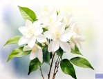 茉莉花代表的花语是什么