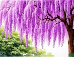 2025年紫藤花买什么品种