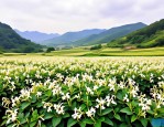 2025年金银花苗的多少钱