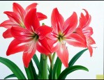 花卉朱顶红的养殖方法