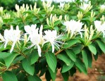 哪里有金银花种植基地