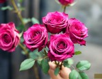 玫瑰花干花多少钱一斤