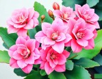 长寿花怎样养才能开花