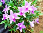 新鲜石斛花怎么泡水喝