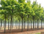 2025年速生法桐最新价格