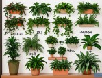 2025年花木绿植租赁报价