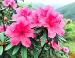 贵州杜鹃花最佳观赏期