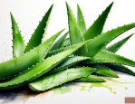 鲜芦荟的正确使用方法